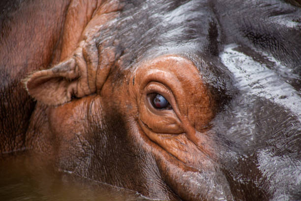 istock Hippopotamus in the water 1331802894