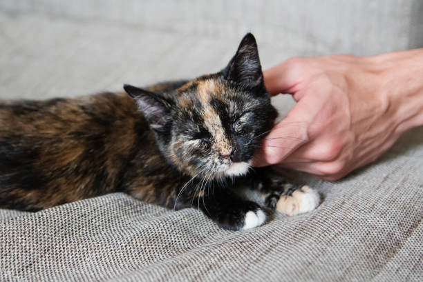 istock Calico kitten being petted on a sofa. 1331803051