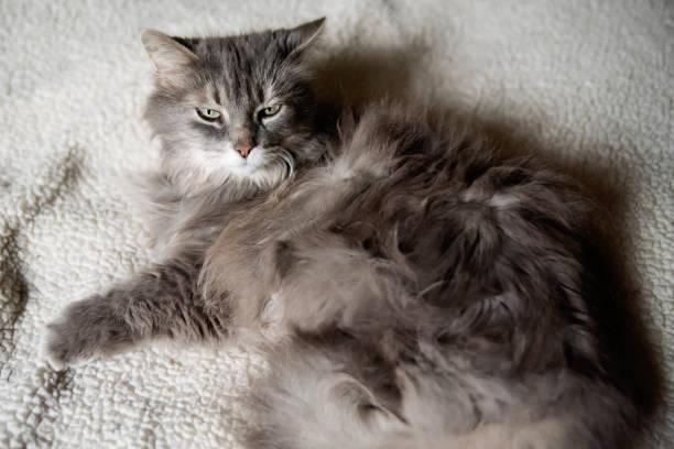 istock Beautiful long hair gray cat resting on a couch. 1331804116