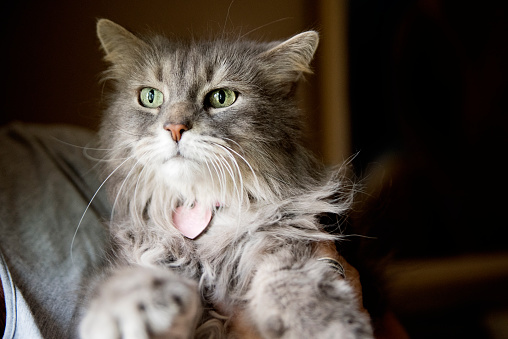 Beautiful senior female long hair gray cat portrait. Horizontal head shot indoors.