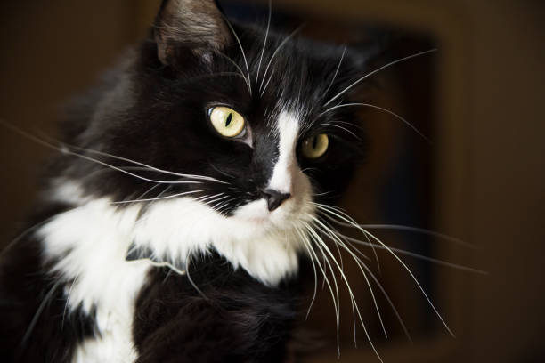 istock Cute tuxedo cat resting on a couch. 1331805120