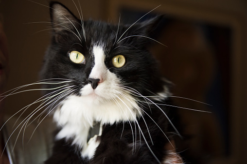 Two years old male tuxedo cat with mid-long hair portrait being hold by a window.  Horizontal indoors head shot.