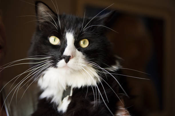 Beautiful tuxedo male cat portrait. Two years old male tuxedo cat with mid-long hair portrait being hold by a window.  Horizontal indoors head shot. tuxedo cat stock pictures, royalty-free photos & images