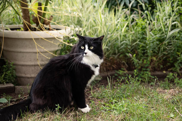 istock Cute tuxedo cat sitting outdoors in a garden. 1331805309
