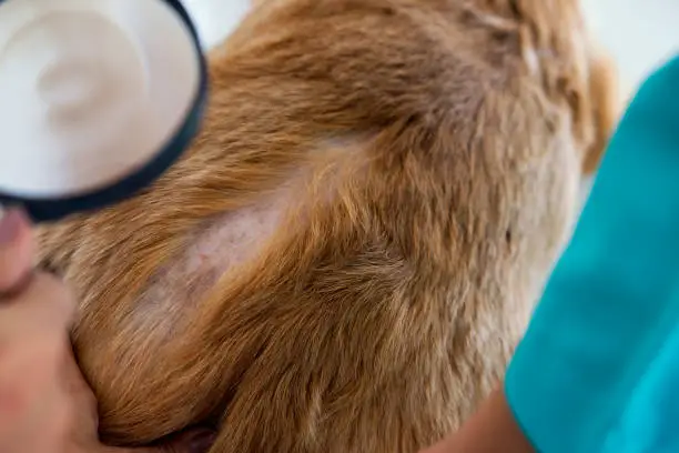 Photo of A veterinarian is examining a dog with dermatitis with a magnifying glass. Vet examining dog with bad yeast and fungal infection on skin and body.