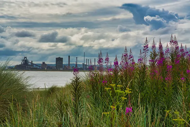 Purple wild flowers on beach with industrial architecture