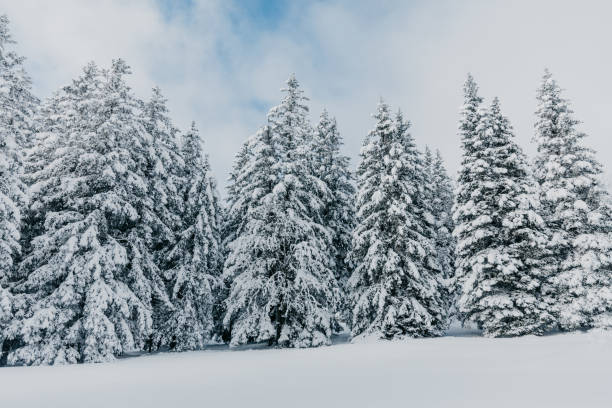 Scenic view of snow covered trees in forest against cloudy sky