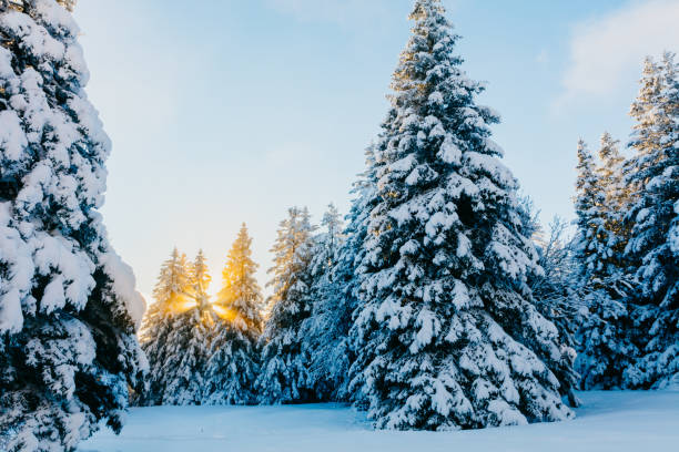 istock Scenic view of snow covered forest and sky 1331806864