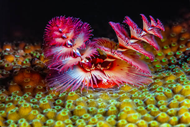 istock Spirobranchus giganteus, Christmas tree worms 1331806907