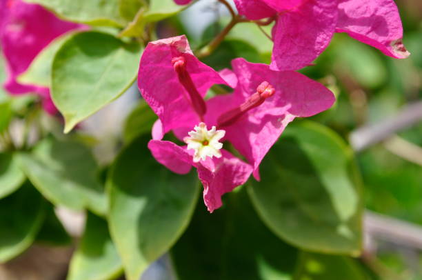 istock Bougainvillea flowers 1331806925