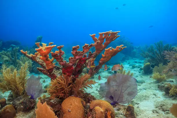 Photo of Caribbean coral garden
