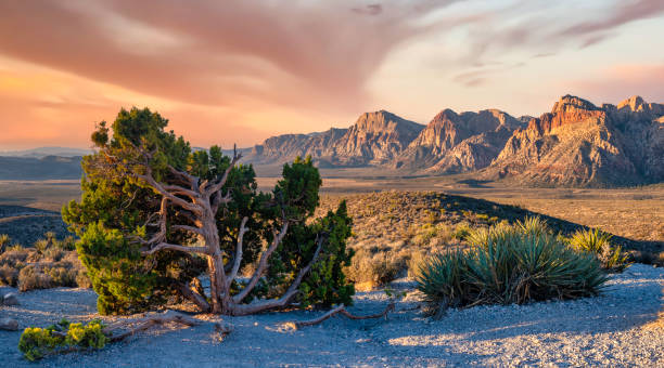 istock Red Rock Canyon, Nevada 1331807020