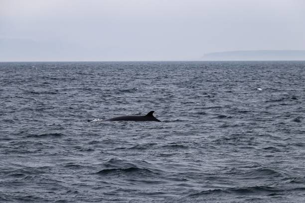 istock Minke Whales in Iceland 1331807137
