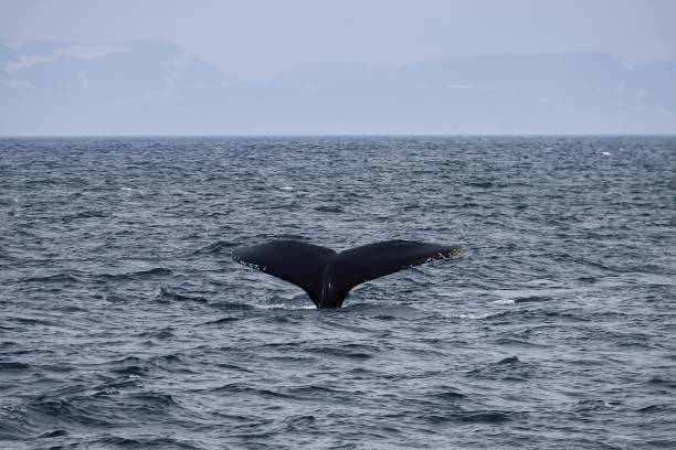 istock Humpback Whales in Iceland 1331807152