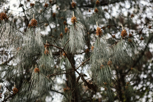 Patula pine (Pinus patula)