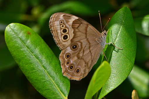 Northern pearly eye (Enodia anthedonon) on rhododendron leaf in midsummer