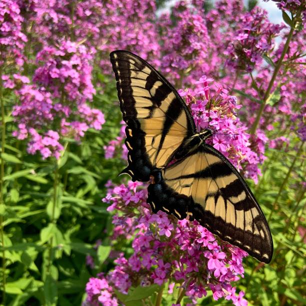 istock Swallowtail Butterfly on Garden Phlox 1331809009