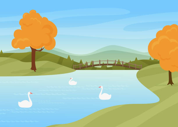 ilustraciones, imágenes clip art, dibujos animados e iconos de stock de los cisnes nadan en el río, paisaje rural de la naturaleza del otoño, aves silvestres en la superficie del agua, puente - riverbank marsh water pond