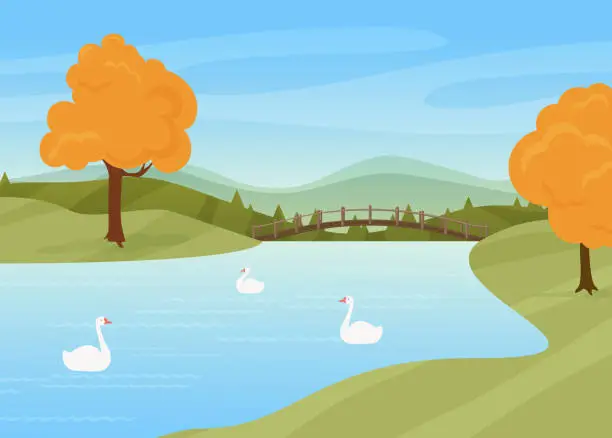Vector illustration of Swans swim in river, rural autumn nature landscape, wild birds on water surface, bridge