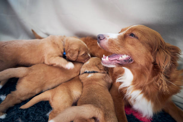 сука собаки кормит милых щенков - newborn animal фотографии стоковые фото и изображения