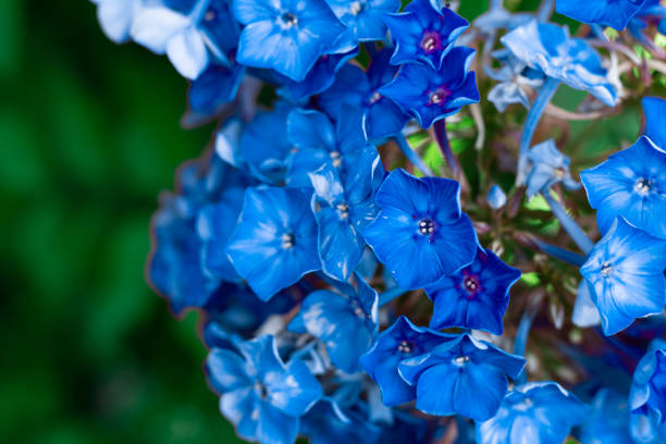close-up blue flower on green blurred background - hydrangea gardening blue ornamental garden imagens e fotografias de stock