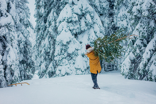 Rear view of man carrying Christmas tree on shoulders in snow covered forest
