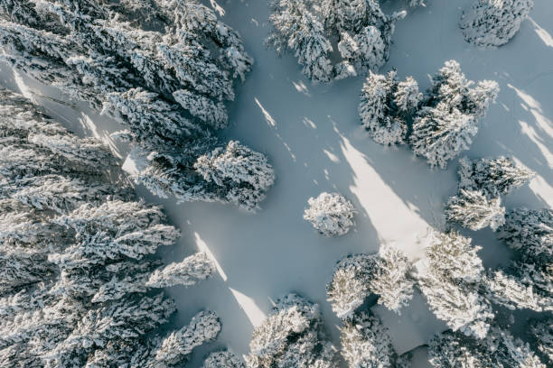 istock High angle view of snow covered forest in winter 1331810571