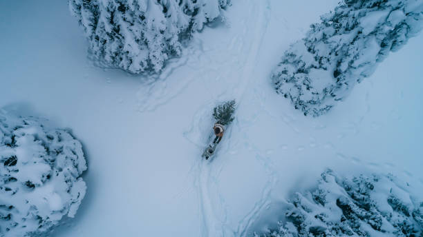 istock High angle view of couple pulling Christmas tree on snow 1331810654