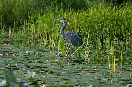 Great blue heron in New England lily pond on a midsummer evening