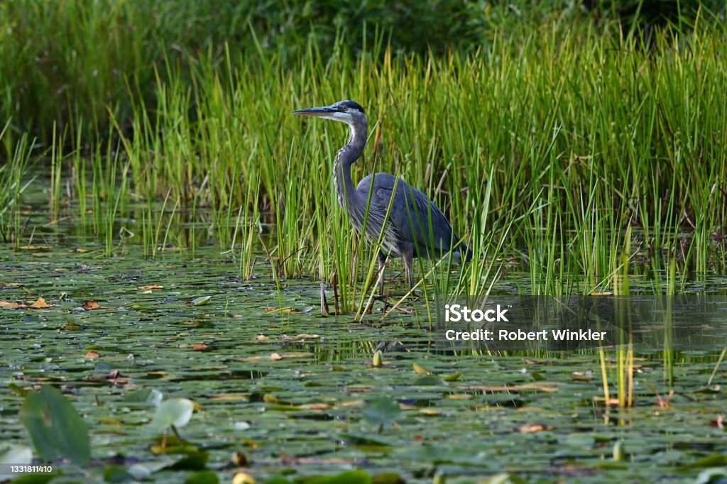 Great blue heron in lily pond Great blue heron in New England lily pond on a midsummer evening Swamp Stock Photo
