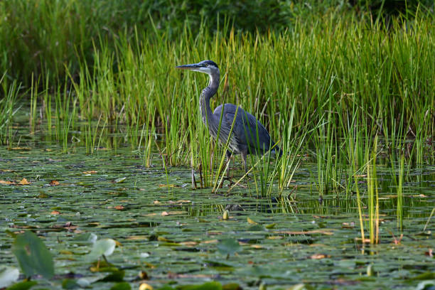 Great blue heron in lily pond Great blue heron in New England lily pond on a midsummer evening heron photos stock pictures, royalty-free photos & images