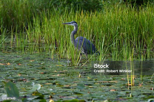 Great Blue Heron In Lily Pond Stock Photo - Download Image Now - Swamp, Wetland, Cattail