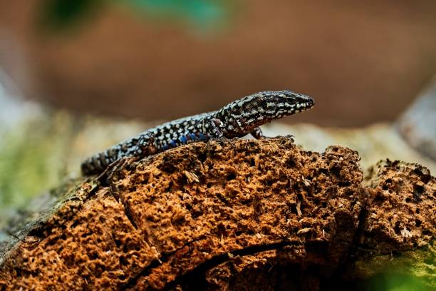 istock Wall lizard lies in the sun on an old log 1331812541