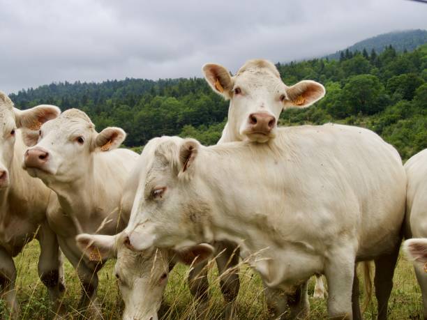 istock Cow on the mountain Vercors 1331812669