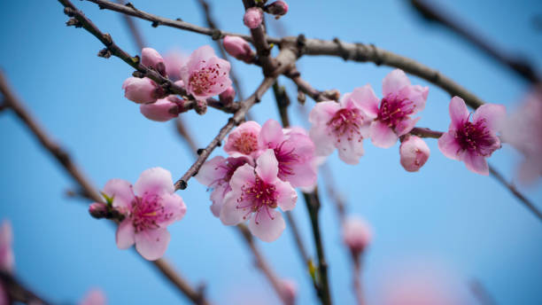 istock Pink flowers in branch 1331812683