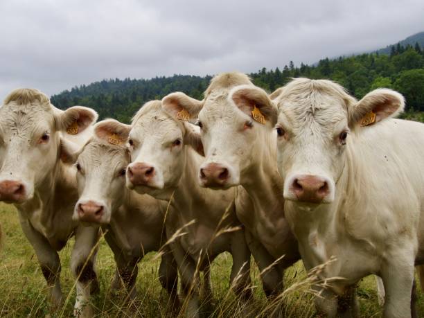 istock Cow on the mountain Vercors 1331812723