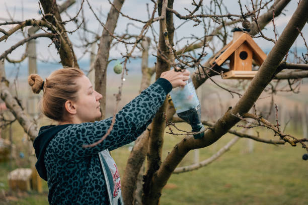 Woman filling food in birdhouse Woman filling food in birdhouse mounted on tree bird seed stock pictures, royalty-free photos & images