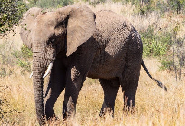 istock Lone male African Elephant 1331812903