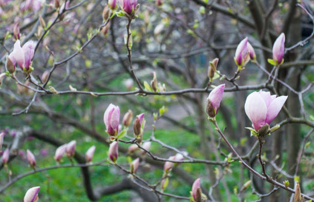 やわらかいフォーカスの画像のマグノリアの花が咲き乱れる春にあります。 - sunlight flower magnolia flower head ストックフォトと画像