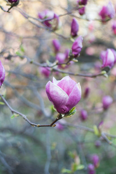 やわらかいフォーカスの画像のマグノリアの花が咲き乱れる春にあります。 - sunlight flower magnolia flower head ストックフォトと画像