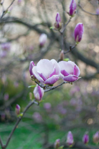 やわらかいフォーカスの画像のマグノリアの花が咲き乱れる春にあります。 - sunlight flower magnolia flower head ストックフォトと画像