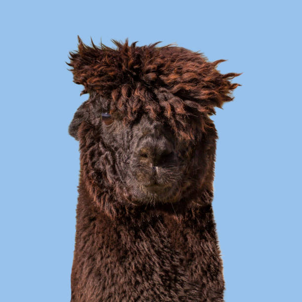 istock Funny black alpaca llama on blue background. 1331814260