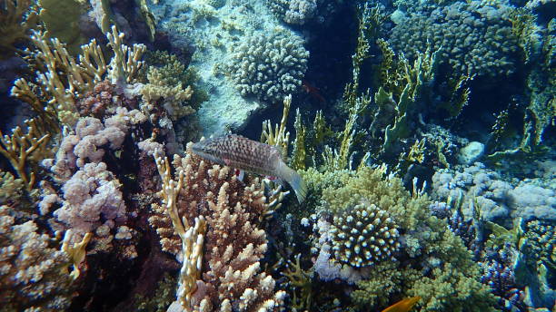 istock Mental wrasse (Oxycheilinus mentalis) undersea, Red Sea, Egypt 1331814277