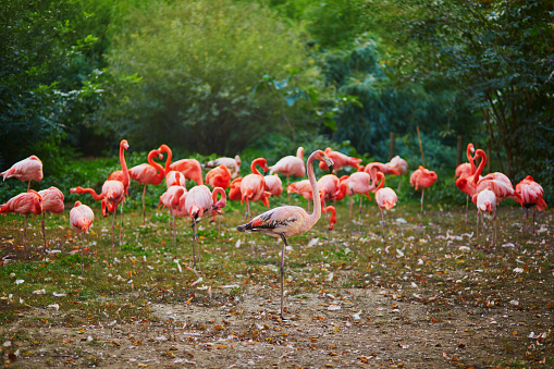 Many pink flamingoes in zoo of  Paris, France