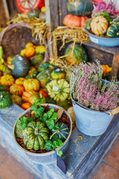 istock Different types of pumpkins on market 1331816665