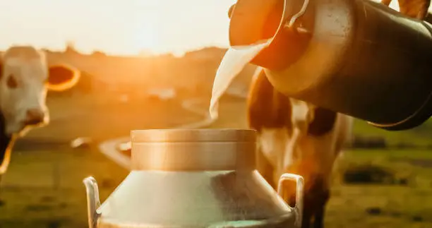 Close up of farmer pouring raw milk into container