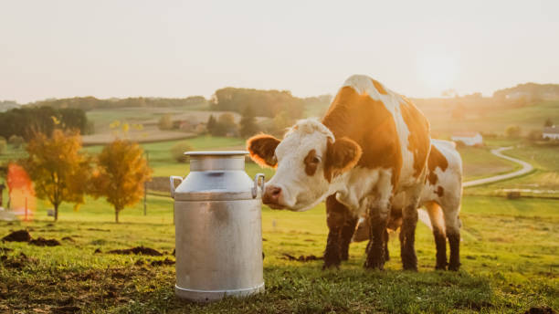 istock Cow smelling milk container on field 1331816753