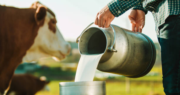 Male farmer pouring milk in canister at dairy farm stock photo