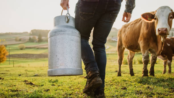 istock Farmer carrying milk canister with cows on field 1331816809