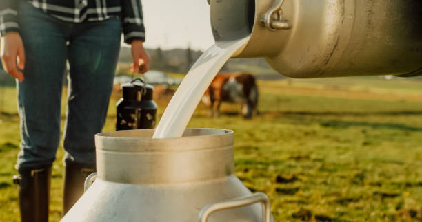 istock Raw milk being poured into container with woman standing on field 1331816818